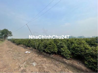 Đất chính chủ 65x150m (9.430m2), MT Kênh 1 Làng Mai Bình Lợi BC