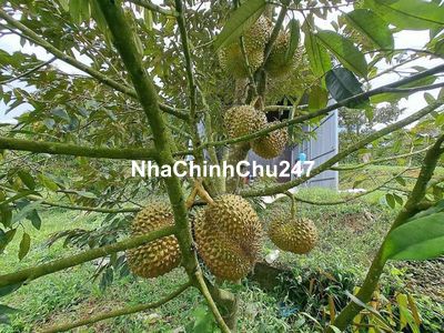 BÁN GẤP CHO CON ĐI DU HỌC-có 200m thổ cư Tân Lạc 650 triệu