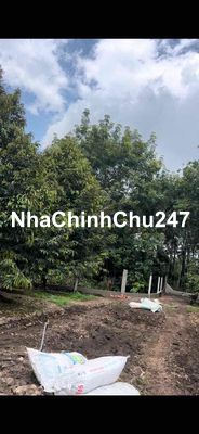 Chủ nhà hạ giá vườn sầu còn 790tr tại Dầu Tiếng, sổ sẵn