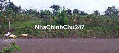 Đất Mặt tiền đường nhựa cách quốc lộ 56 200m