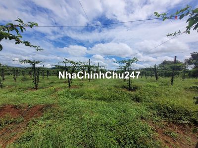 BÁN ĐẤT CHÍNH CHỦ HXH IA PIA CHƯ PRONG GIA LAI. 14000M2. GIÁ CHỈ 1TỶ42