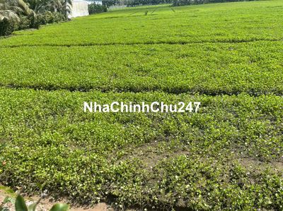 Chính chủ bán 800m2 đất cây lau năm có 200m2 thổ cư