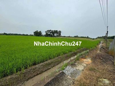 Bán 1250 m2 đất có 375m2 THỔ CƯ, chốt 550tr