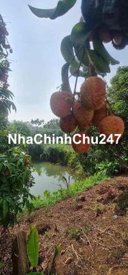 Bán đất làm nhà vườn có ao hồ thổ cư