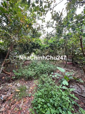 Chính chủ bán đất FULL THỔ CƯ dt 303m2 RỘNG 21m, chia ldc 3 lô.