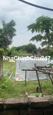 Bán Gấp mảnh đất siêu hiếm phú Diễn 242m2 MT 5,7m ô tô tránh