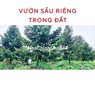 CHÍNH CHỦ - BÁN NHANH ĐẤT TẠI THỊ XÃ CAI LẬY, TIỀN GIANG