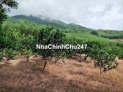 Chính Chủ cần Bán Gấp dãy Đất đang trồng cao Su. 10.3 Hecta giá 9 tỷ