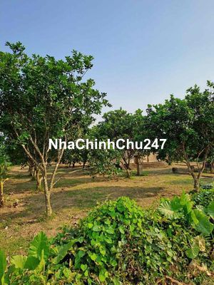 Bán đất làm nhà vườn,farm ở Phong Thu Phong Điền