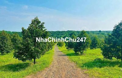 Chủ đất không còn điều kiện chăm sóc nên muốn bán lại miếng đất vườn