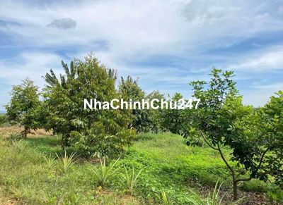 Chính chủ cần bán miếng đất vườn ngay trong tháng với giá ngộp