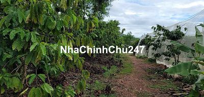 Cần bán lô 2268m2 Tam Bố, Di Linh, Lâm Đồng