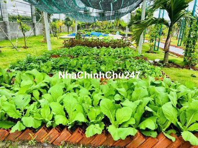 Chính chủ bán 3500m2 cây trường Bàu Bàng, cách dt 750 100m 1ty520