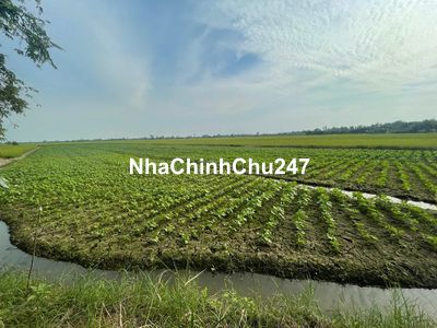 chính chủ bán 5561m2 đất ruộng xã nguyễn văn thảnh,đường xe máy