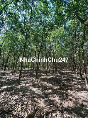 Đất Ngộp Chính Chủ Chú Ba Cần Bán Gấp 550m2 _245trieu Ngay TTHC .