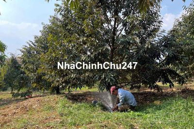 chính chủ cần tiền bán lại mảnh vườn sầu riêng 2200m2 giá 1,2tỷ